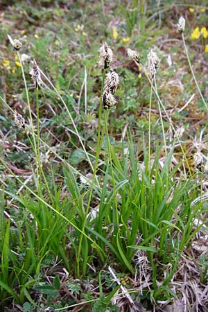 Carex montana \ Berg-Segge / Mountain Sedge, Soft-Leaved Sedge, D Langg&ouml;ns 25.4.2015