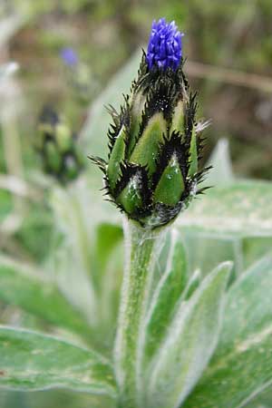 Centaurea triumfettii \ Triumfettis Flockenblume, Filz-Kornblume / Triumfetti's Cornflower, D N&uuml;dlingen 9.5.2015