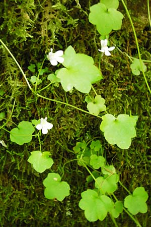 Cymbalaria muralis \ Gemeines Zimbelkraut, Mauer-Zimbelkraut / Ivy-Leaved Toadflax, Kenilworth Toadflax, D Zwingenberg am Neckar 31.5.2015