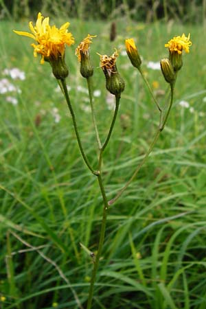 Crepis mollis \ Weicher Pippau / Northern Hawk's-Beard, D Hechingen 20.6.2015