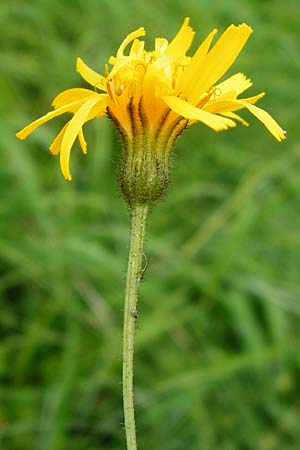 Crepis mollis \ Weicher Pippau / Northern Hawk's-Beard, D Hechingen 20.6.2015