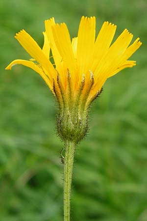 Crepis mollis \ Weicher Pippau / Northern Hawk's-Beard, D Hechingen 20.6.2015