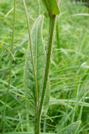 Crepis mollis \ Weicher Pippau / Northern Hawk's-Beard, D Hechingen 20.6.2015