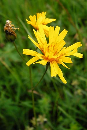 Crepis mollis \ Weicher Pippau / Northern Hawk's-Beard, D Hechingen 20.6.2015