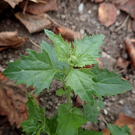Chenopodium rhombifolium \ S�gebl�ttriger G�nsefu� / Serrate-Leaved Goosefoot, D Mannheim 12.11.2015