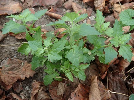 Chenopodium rhombifolium \ S�gebl�ttriger G�nsefu� / Serrate-Leaved Goosefoot, D Mannheim 12.11.2015