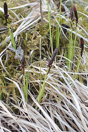 Carex montana \ Berg-Segge / Mountain Sedge, Soft-Leaved Sedge, D &Ouml;stringen-Eichelberg 18.3.2016