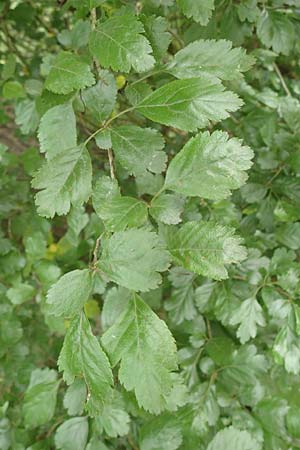 Crataegus x macrocarpa \ Gro�fr�chtiger Wei�dorn / Hybrid Hawthorn, D Langenselbold 11.6.2016