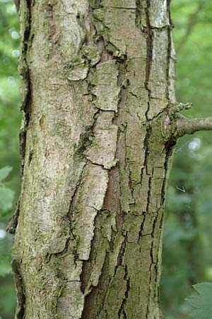 Crataegus x macrocarpa \ Gro�fr�chtiger Wei�dorn / Hybrid Hawthorn, D Langenselbold 11.6.2016