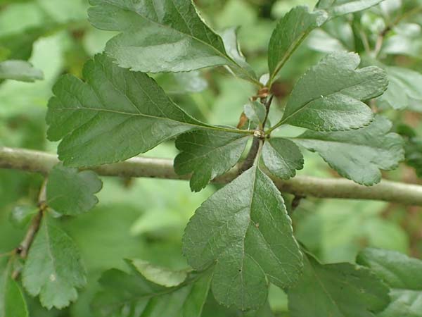 Crataegus x macrocarpa \ Gro�fr�chtiger Wei�dorn / Hybrid Hawthorn, D Langenselbold 11.6.2016