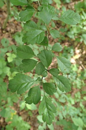 Crataegus x macrocarpa \ Gro�fr�chtiger Wei�dorn / Hybrid Hawthorn, D Langenselbold 11.6.2016