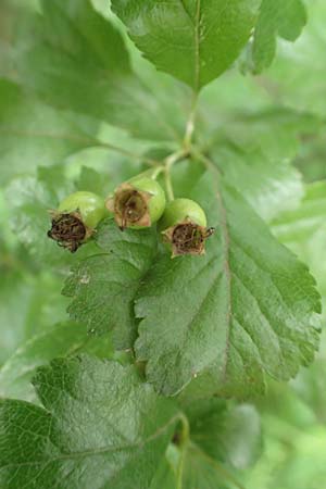 Crataegus x macrocarpa \ Gro�fr�chtiger Wei�dorn / Hybrid Hawthorn, D Langenselbold 11.6.2016