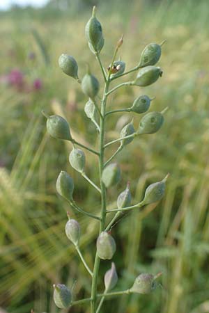 Camelina microcarpa, Kleinfr&uuml;chtiger Leindotter