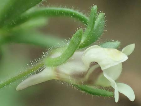 Chaenorhinum minus \ Kleiner Orant / Small Toadflax, D M&ouml;mlingen 25.6.2016