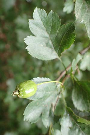 Crataegus rhipidophylla subsp. lindmanii \ Lindmans Wei�dorn, Langkelch-Wei�dorn / Lindman's Hawthorn, D Wald-Erlenbach 30.7.2016