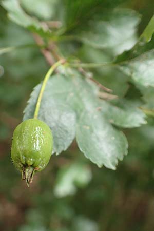 Crataegus rhipidophylla subsp. lindmanii \ Lindmans Wei�dorn, Langkelch-Wei�dorn / Lindman's Hawthorn, D Wald-Erlenbach 30.7.2016