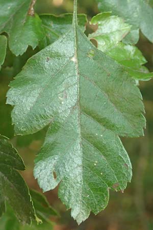 Crataegus x macrocarpa \ Gro�fr�chtiger Wei�dorn / Hybrid Hawthorn, D Langenselbold 10.9.2016