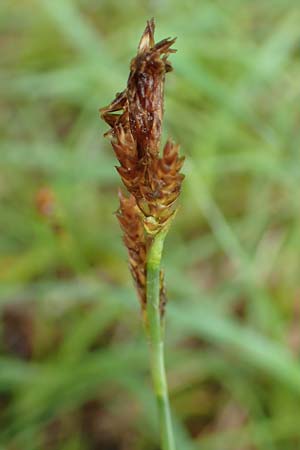 Carex montana \ Berg-Segge / Mountain Sedge, Soft-Leaved Sedge, D Erlenbach am Main 20.5.2017