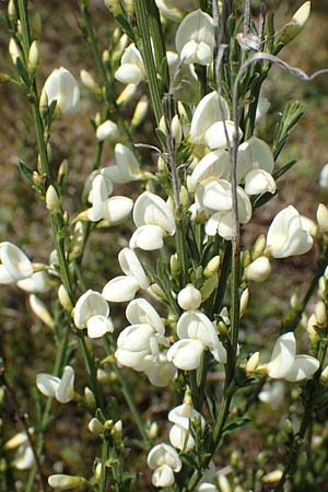Cytisus multiflorus \ Wei�er Ginster, Vielbl�tiger Gei�klee / White Broom, D Schwarzwald/Black-Forest, Menzenschwand 27.5.2017