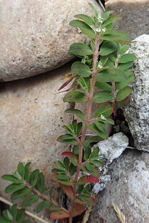 Chamaesyce maculata \ Gefleckte Wolfsmilch / Spotted Spurge, Spotted Sandmat, D Hartheim 22.7.2017