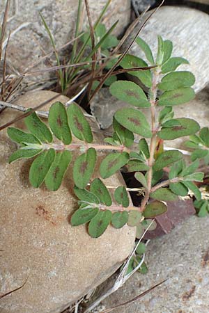 Chamaesyce maculata \ Gefleckte Wolfsmilch / Spotted Spurge, Spotted Sandmat, D Hartheim 22.7.2017