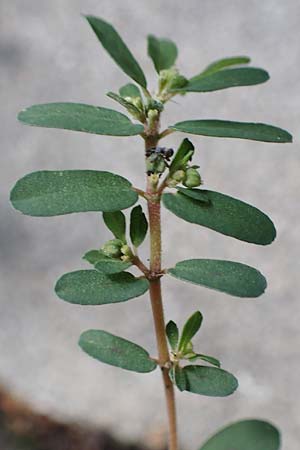 Chamaesyce maculata \ Gefleckte Wolfsmilch / Spotted Spurge, Spotted Sandmat, D Mannheim 24.9.2018