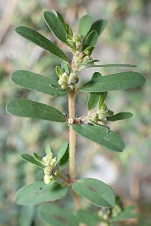 Chamaesyce maculata \ Gefleckte Wolfsmilch / Spotted Spurge, Spotted Sandmat, D Mannheim 24.9.2018
