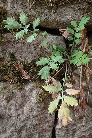 Chelidonium majus \ Gro�es Sch�llkraut / Greater Celandine, D Neckarsteinach 9.11.2018