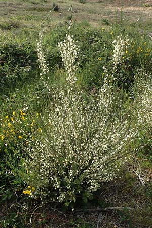 Cytisus multiflorus \ Wei�er Ginster, Vielbl�tiger Gei�klee / White Broom, D Frankfurt Airport 19.5.2019