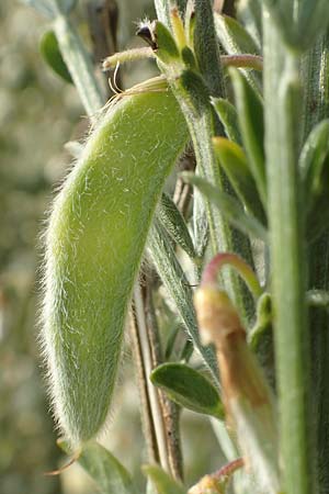 Cytisus multiflorus \ Wei�er Ginster, Vielbl�tiger Gei�klee / White Broom, D Frankfurt Airport 19.5.2019