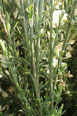Cytisus multiflorus \ Wei�er Ginster, Vielbl�tiger Gei�klee / White Broom, D Frankfurt Airport 19.5.2019