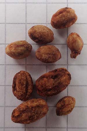 Crataegus monogyna \ Eingriffeliger Wei�dorn / Hawthorn, D Bensheim 4.10.2019