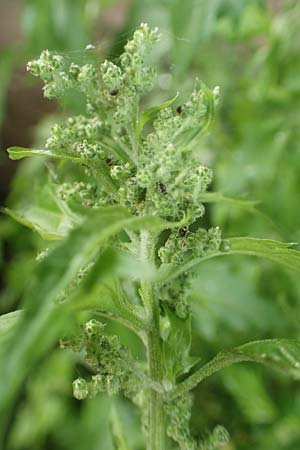 Chenopodium rhombifolium \ S�gebl�ttriger G�nsefu� / Serrate-Leaved Goosefoot, D Mannheim 24.10.2019