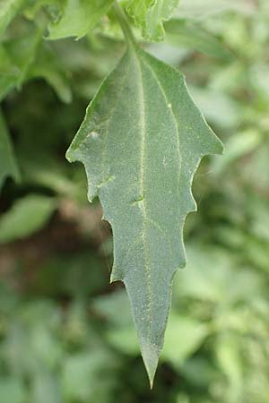 Chenopodium rhombifolium \ S�gebl�ttriger G�nsefu� / Serrate-Leaved Goosefoot, D Mannheim 24.10.2019