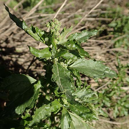 Chenopodium rhombifolium \ S�gebl�ttriger G�nsefu� / Serrate-Leaved Goosefoot, D Mannheim 4.4.2020
