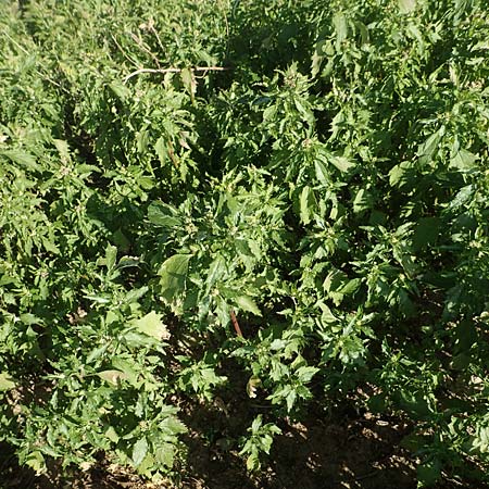 Chenopodium rhombifolium \ S�gebl�ttriger G�nsefu� / Serrate-Leaved Goosefoot, D Mannheim 4.4.2020