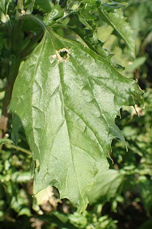 Chenopodium rhombifolium \ S�gebl�ttriger G�nsefu� / Serrate-Leaved Goosefoot, D Mannheim 4.4.2020