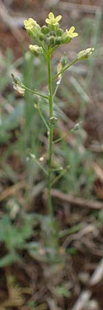 Camelina microcarpa \ Kleinfr�chtiger Leindotter / Lesser Gold of Pleasure, Small-Seed False-Flax, D Mannheim 13.5.2021