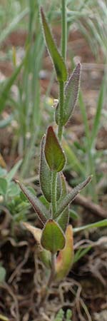 Camelina microcarpa \ Kleinfr�chtiger Leindotter / Lesser Gold of Pleasure, Small-Seed False-Flax, D Mannheim 13.5.2021