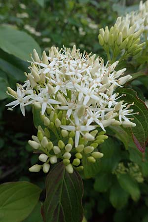 Cornus sanguinea \ Blutroter Hartriegel, Roter Hartriegel / Dogwood, D Ludwigshafen 27.5.2021