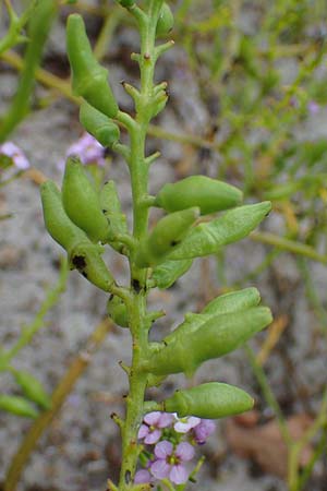 Cakile maritima \ Europ�ischer Meersenf / Sea Rocket, D Hohwacht 13.9.2021