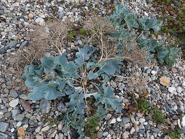 Crambe maritima \ K�sten-Meerkohl, Strandkohl / Sea Kale, D Hohwacht 13.9.2021