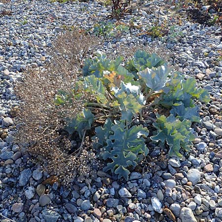 Crambe maritima \ K�sten-Meerkohl, Strandkohl / Sea Kale, D Hohwacht 14.9.2021