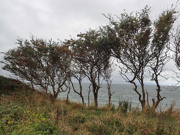 Crataegus monogyna \ Eingriffeliger Wei�dorn / Hawthorn, D Putlos 17.9.2021