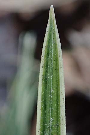 Carex morrowii \ Japan-Segge / Japanese Sedge, D Bochum 12.3.2022