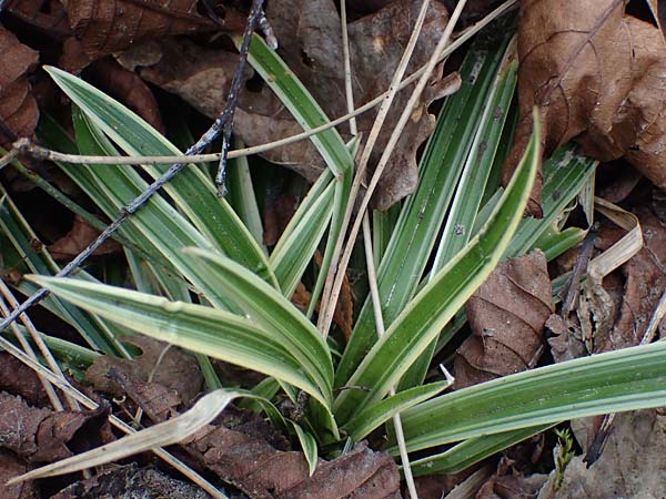 Carex morrowii \ Japan-Segge / Japanese Sedge, D Bochum 12.3.2022