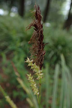 Carex morrowii \ Japan-Segge / Japanese Sedge, D Weinheim an der Bergstra&szlig;e, Schlosspark 21.4.2022
