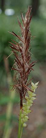Carex morrowii \ Japan-Segge / Japanese Sedge, D Weinheim an der Bergstra&szlig;e, Schlosspark 21.4.2022