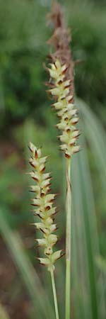 Carex morrowii \ Japan-Segge / Japanese Sedge, D Weinheim an der Bergstra&szlig;e, Schlosspark 21.4.2022