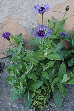 Centaurea montana \ Berg-Flockenblume, Berg-Kornblume / Perennial Cornflower, D Mannheim 2.5.2022